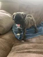 Peanut, a male Pug for sale in Schulenburg, TX – 1 of 10