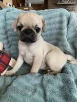 Ziggy, a male Pug for sale in Schulenburg, TX – Photo 5 of 10