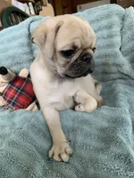 Ziggy, a male Pug for sale in Schulenburg, TX – Photo 7 of 10