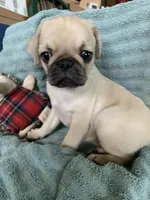 Ziggy, a male Pug for sale in Schulenburg, TX – Photo 8 of 10