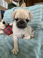 Ziggy, a male Pug for sale in Schulenburg, TX – Photo 1 of 10