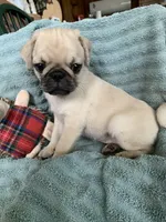 Ziggy, a male Pug for sale in Schulenburg, TX – Photo 4 of 10