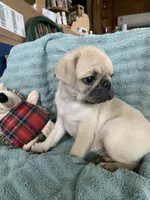 Ziggy, a male Pug for sale in Schulenburg, TX – Photo 6 of 10