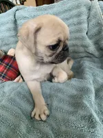 Ziggy, a male Pug for sale in Schulenburg, TX – Photo 3 of 10