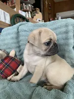 Ziggy, a male Pug for sale in Schulenburg, TX – Photo 10 of 10