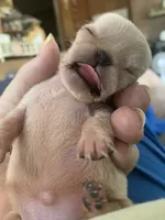 Boo, a male Pug for sale in Schulenburg, TX – 7 of 7
