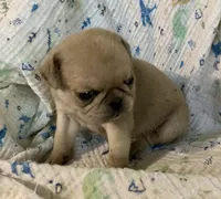 Indy , a female Pug for sale in Schulenburg, TX – 2 of 10