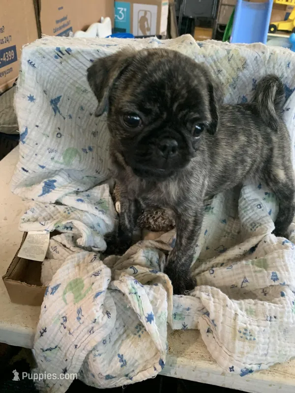 Rusty – Pug puppy for sale in Schulenburg, TX