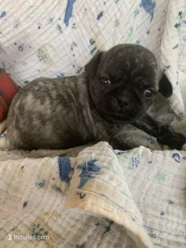 Rusty – Pug puppy for sale in Schulenburg, TX