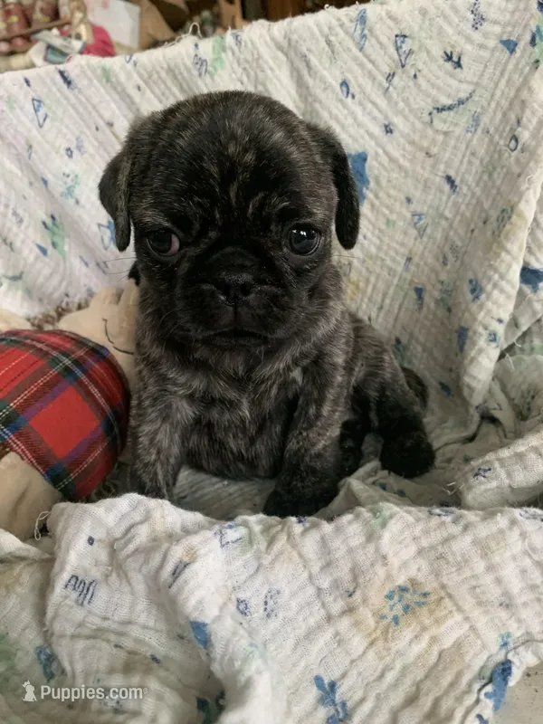 Rusty – Pug puppy for sale in Schulenburg, TX