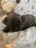 Rusty, a male Pug for sale in Schulenburg, TX – Photo 3 of 4