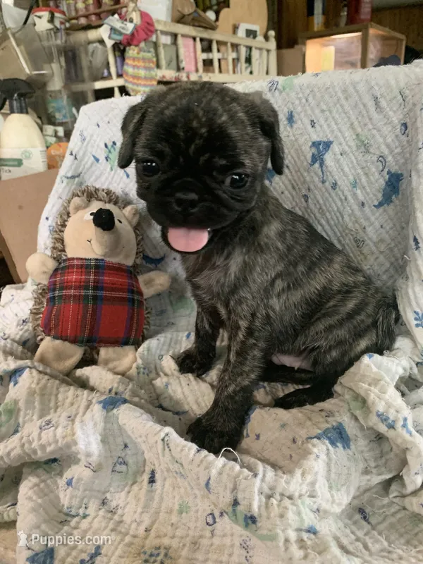 Rusty – Pug puppy for sale in Schulenburg, TX
