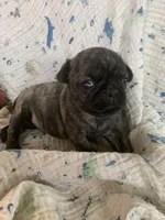 Rusty, a male Pug for sale in Schulenburg, TX – Photo 4 of 4