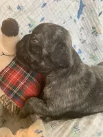 Rusty, a male Pug for sale in Schulenburg, TX – Photo 2 of 4