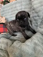 Rio, a male Pug for sale in Schulenburg, TX – Photo 6 of 10