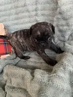 Rio, a male Pug for sale in Schulenburg, TX – Photo 10 of 10