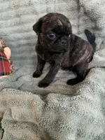 Rio, a male Pug for sale in Schulenburg, TX – Photo 3 of 10