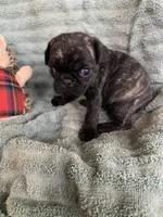 Rio, a male Pug for sale in Schulenburg, TX – Photo 8 of 10