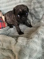 Rio, a male Pug for sale in Schulenburg, TX – Photo 4 of 10