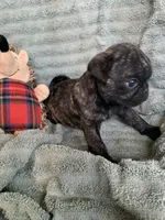 Rio, a male Pug for sale in Schulenburg, TX – Photo 7 of 10