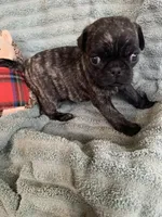 Rio, a male Pug for sale in Schulenburg, TX – Photo 9 of 10