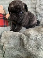 Rio, a male Pug for sale in Schulenburg, TX – Photo 1 of 10