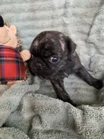 Rio, a male Pug for sale in Schulenburg, TX – Photo 2 of 10