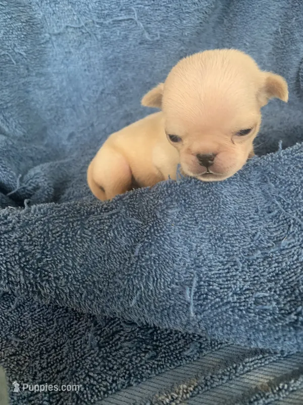 Boo – Pug puppy for sale in Schulenburg, TX