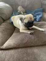 Cringle, a male Pug for sale in Schulenburg, TX – 3 of 10