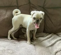 Ace, a male Pug for sale in Schulenburg, TX – 5 of 10