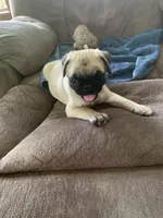 Cringle, a male Pug for sale in Schulenburg, TX – 9 of 10