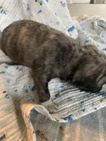 Peanut, a male Pug for sale in Schulenburg, TX – Photo 4 of 4