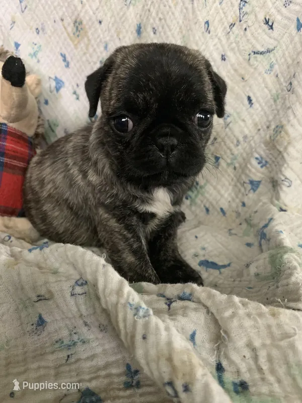 Peanut – Pug puppy for sale in Schulenburg, TX