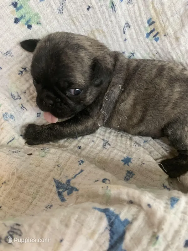 Peanut – Pug puppy for sale in Schulenburg, TX