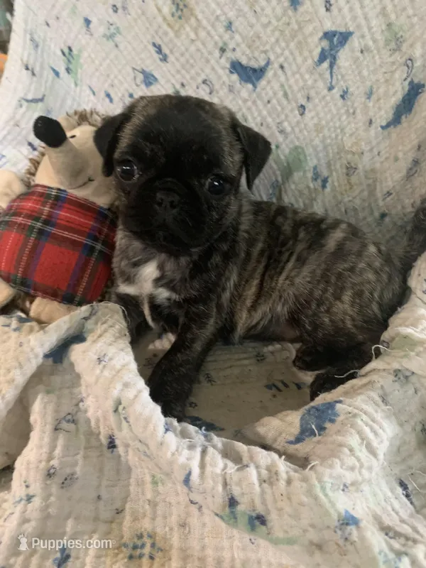 Peanut – Pug puppy for sale in Schulenburg, TX