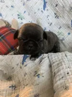 Peanut, a male Pug for sale in Schulenburg, TX – Photo 3 of 4