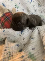 Peanut, a male Pug for sale in Schulenburg, TX – Photo 2 of 4