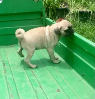 Cringle, a male Pug for sale in Schulenburg, TX – 7 of 10