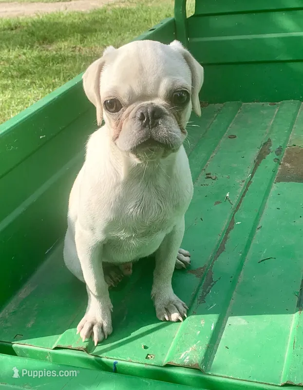 Ace – Pug puppy for sale in Schulenburg, TX