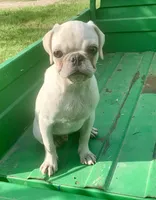 Ace, a male Pug for sale in Schulenburg, TX – 1 of 9