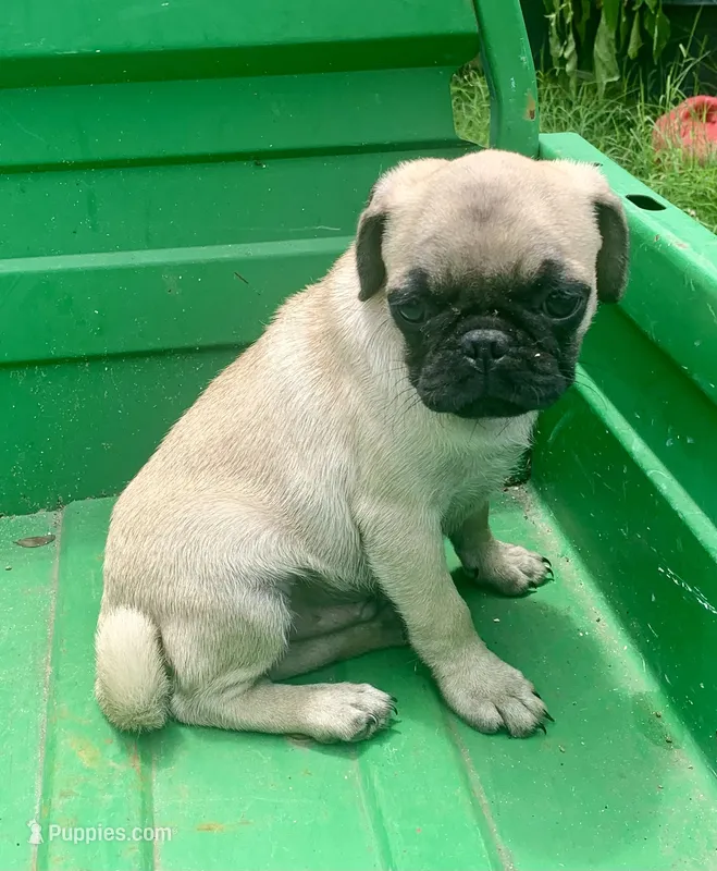 Cringle – Pug puppy for sale in Schulenburg, TX