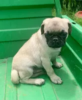 Cringle, a male Pug for sale in Schulenburg, TX – 1 of 10
