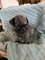 Reeses, a male Pug for sale in Schulenburg, TX – Photo 9 of 10