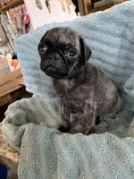 Reeses, a male Pug for sale in Schulenburg, TX – Photo 10 of 10