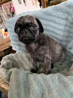 Reeses, a male Pug for sale in Schulenburg, TX – Photo 7 of 10