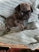 Reeses, a male Pug for sale in Schulenburg, TX – Photo 4 of 10