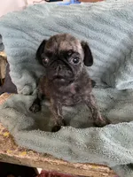 Reeses, a male Pug for sale in Schulenburg, TX – Photo 1 of 10