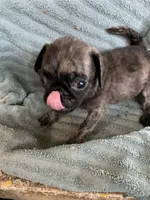 Reeses, a male Pug for sale in Schulenburg, TX – Photo 6 of 10