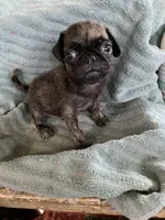 Reeses, a male Pug for sale in Schulenburg, TX – Photo 3 of 10