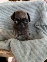 Reeses, a male Pug for sale in Schulenburg, TX – Photo 2 of 10